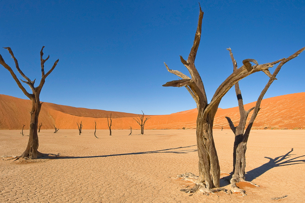 Dead camelthorn trees on cracked desert clay pan under clear blue sky in Namibia’s Namib-Naukluft National Park.