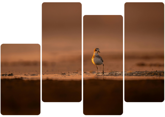 A small shorebird standing alone on a vast, sun-warmed mudflat, photographed in warm golden-brown tones, representing Digby Wells' wildlife and biodiversity fieldwork.